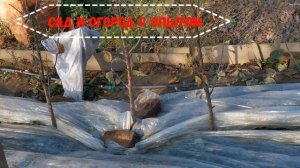 Как Укрыть на Зиму Персик в первый год посадки / САД И ОГОРОД С ОПЫТОМ /