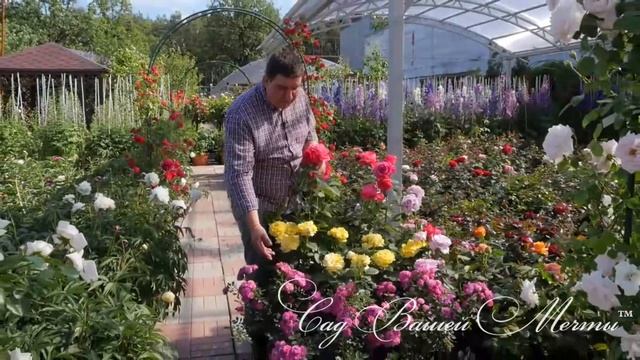 Правильная схема посадки пейзажного розария. смотреть онлайн