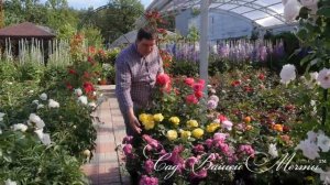 Правильная схема посадки пейзажного розария.