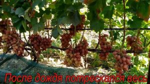 Столовые сорта винограда  Виноградник Алексея Бойко 2019г