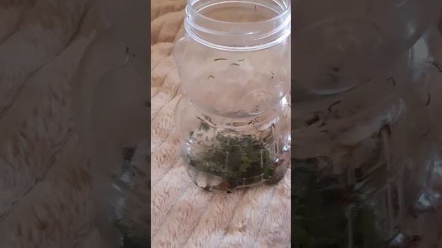 уход за солдатиками насекомые смотреть онлайн