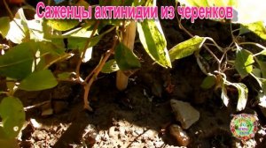 Саженцы актинидии из черенков