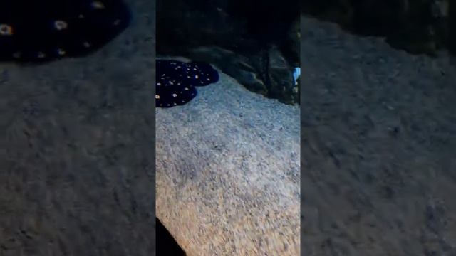 Скат- Черный брилиант смотреть онлайн