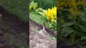 Дачный дом за 30 дней с OSB своими руками.