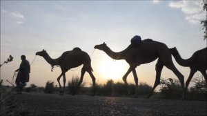 Звук верблюда, крик верблюда | The sound of a camel, camel cry