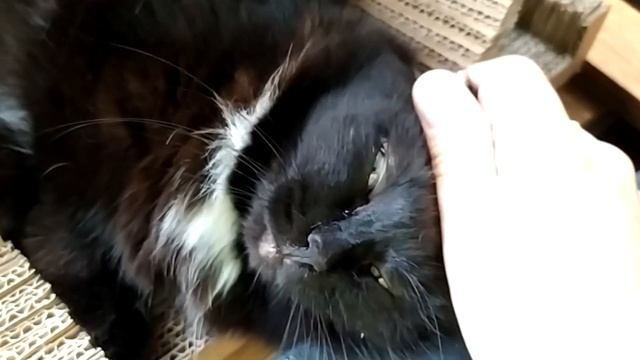 Маленькая чёрная ласточка и большой важный ласт смотреть онлайн