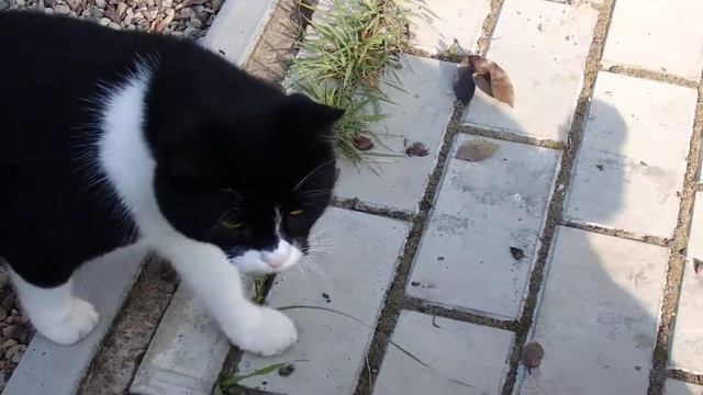 Утренние приветствия Котюти и Мурли..