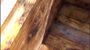 Лечим аскосфероз  или известковый расплод