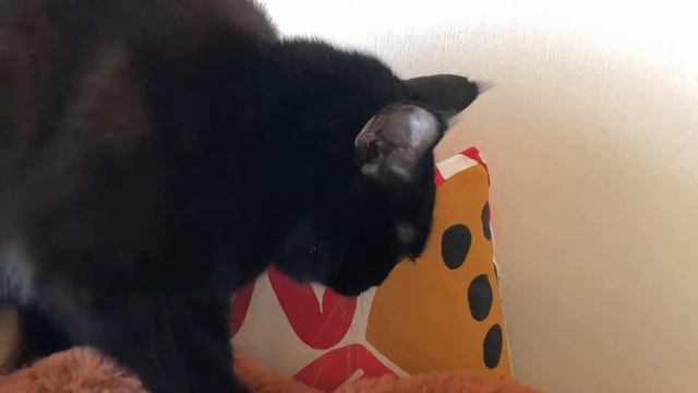 Моя кошка топчет обезьяну на протяжении минуты