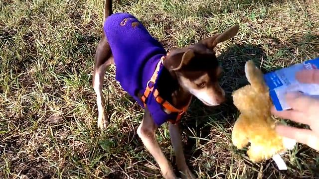 Игрушка Кролик Trixie смотреть онлайн