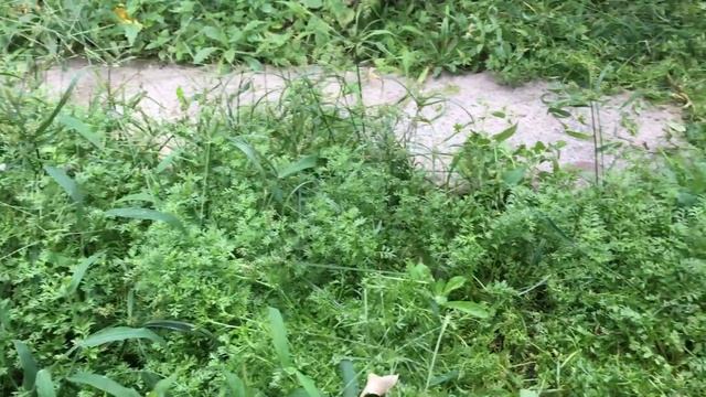 ASMR Amazon Review: Shall Cordless Grass Shear & Hedge Trimmer смотреть онлайн