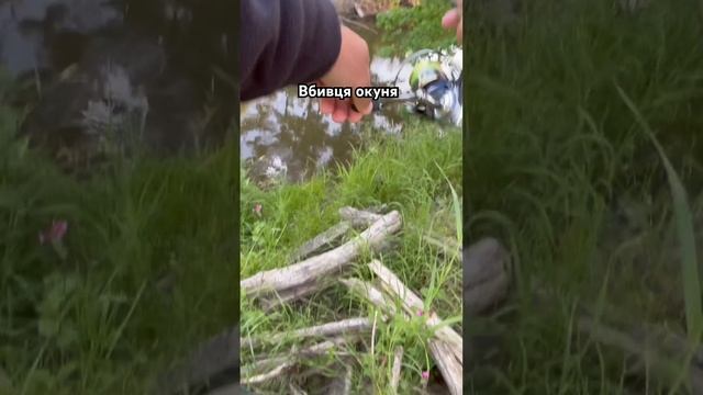 Дикі місця дикі окуня #fishing #spinning #рибалка #рыбалка #спиннинг #perchfishing #спіннінг #окун смотреть онлайн