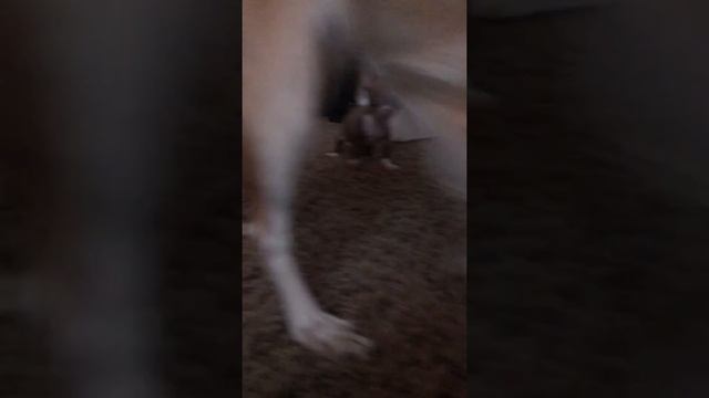 Tea cup chihuahua being mean!!! смотреть онлайн