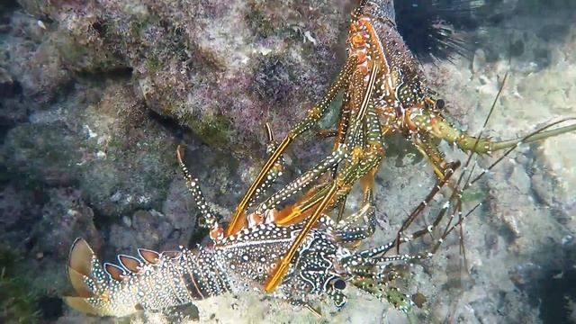 Langostas Panulirus guttatus. смотреть онлайн