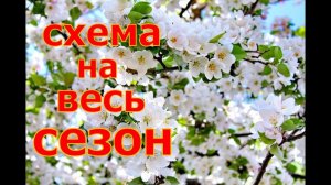 ВАЖНО! СДЕЛАЙ ЭТО! Полная схема обработки сада на год! Здоровый сад! Личный опыт!