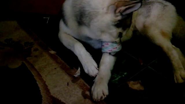 Хаски Дарк со скотчем смотреть онлайн