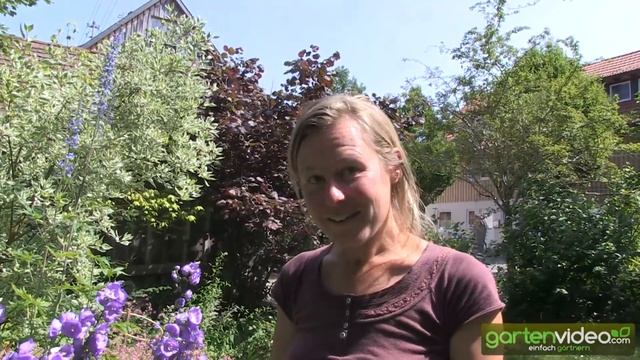Glockenblume - Campanula persicifolia 'Blue bloomers' смотреть онлайн