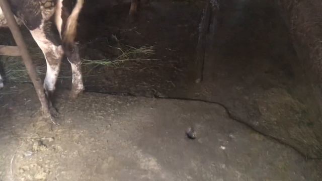 Каких бычков и телят брать покупать на Откорм смотреть онлайн