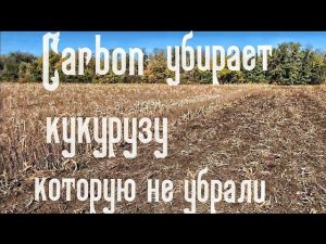 Carbon убирает кукурузу которую не убрали.