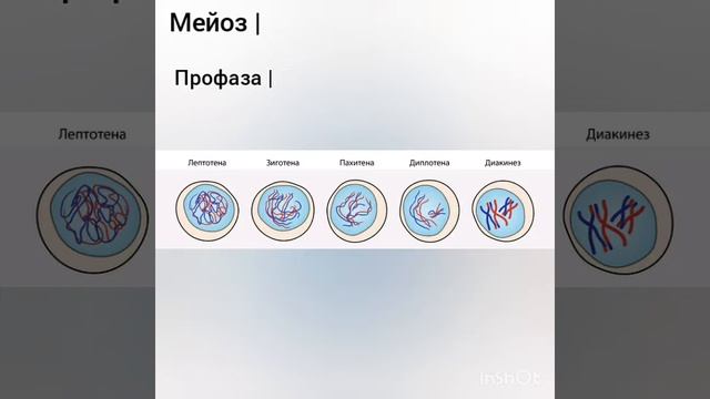 Мейоз. Биологическое значение мейоза смотреть онлайн