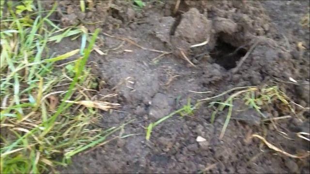 Кротоловка уловистая.. смотреть онлайн