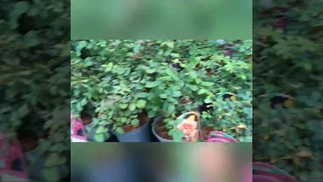 В поисках розочки Мэри Энн??♀️??? смотреть онлайн