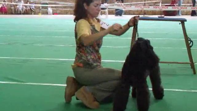 Kerry Blue Terriers' DogShow смотреть онлайн