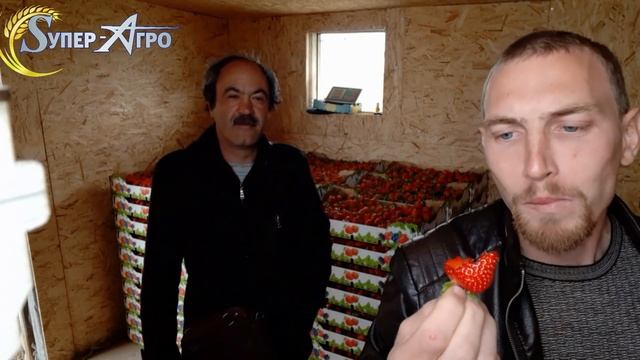 Алба, 6 тонн с 12 соток. Результаты опыта на клубнике в теплице. Михаил Острохишко смотреть онлайн