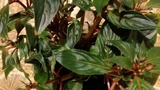 Бальзамин Новогвинейский. Уход. Основные правила. Кратко в описании. смотреть онлайн