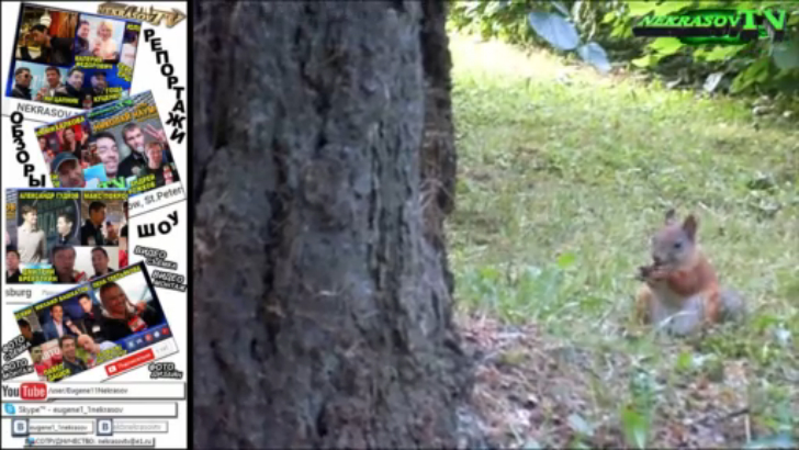 шоу NEKRASOV TV 2016. Евгений Некрасов на отдыхе. #2. Белка в Петергофе (CAMRip) смотреть онлайн