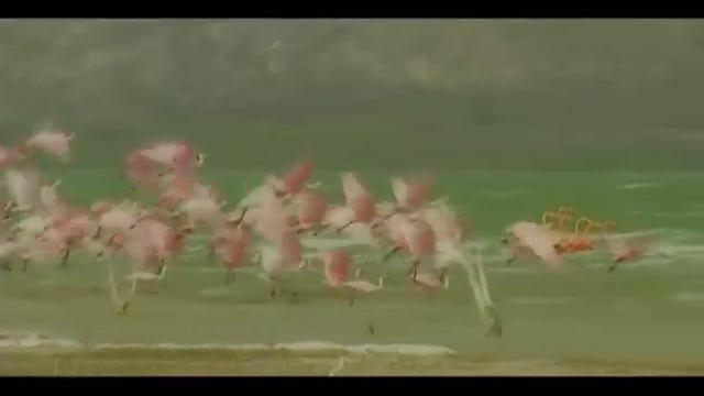 Canto a la Patria - Juan Luis Guerra (Vídeo Oficial) смотреть онлайн