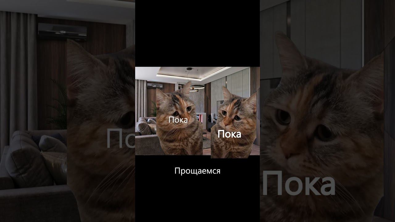 Рил: мой др 2 часть #shorts #catshorts смотреть онлайн