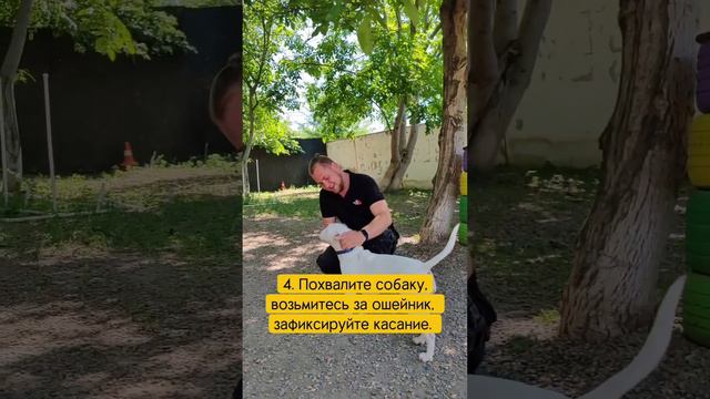 Дрессировка собак
учим команду 