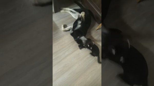 Щенок восточно-европейской овчарки и котёнок