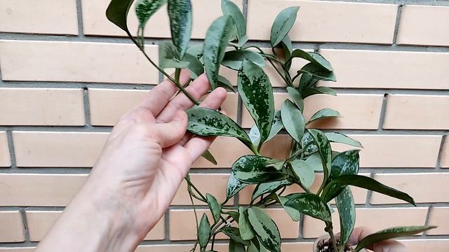 Эстафета цветочных блогеров. 10 моих ЛУЧШИХ хоечек