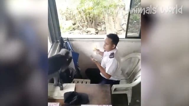 Смешные моменты с котами и собаками 2023 | Лучшие приколы с домашними питомцами №34 смотреть онлайн