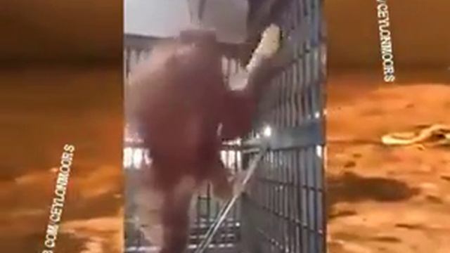 Самка орангутанга сделала гамак смотреть онлайн