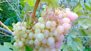 Виноград Тасон в Средней полосе.
