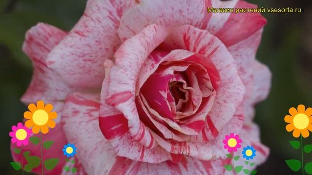 Роза чайно-гибридная Филателия. Краткий обзор, описание характеристик, где купить Philatelia смотреть онлайн