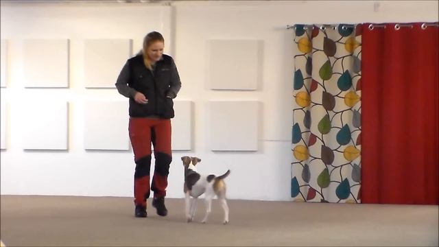 Tävlingslydnad för Ditte Andersson смотреть онлайн