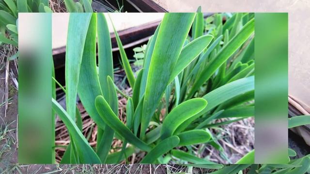 Многолетний лук слизун смотреть онлайн