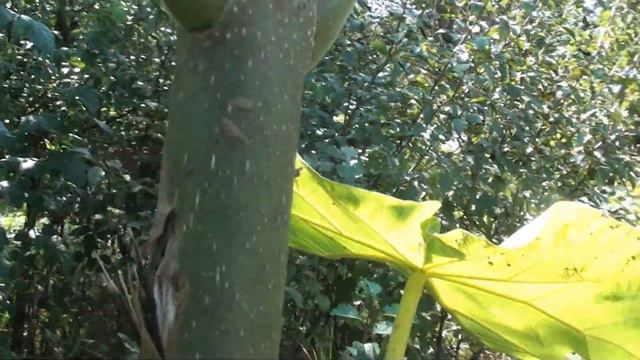 Смертельный враг павловнии. смотреть онлайн