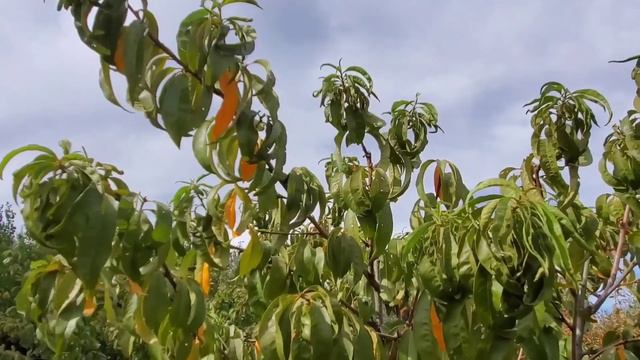 Simple Pleasures, Simple Life -- Simple Living Garden Lifestyle смотреть онлайн