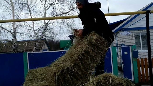 Побег из коровника // Сколько стоит сено // Как помыть 5 собак // Козы знакомятся с Зайкой смотреть онлайн