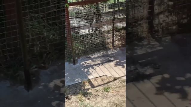 Самое свежее видео от львов Тайгана! #taigan #lions #тайган #львы смотреть онлайн