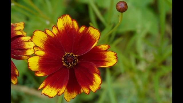 Il Giardino della Rosa di Ronzone смотреть онлайн