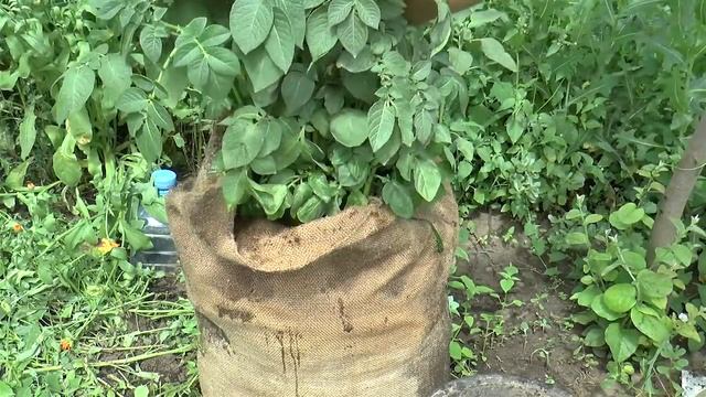 картошка в мешке окучивание удобрение картошки смотреть онлайн