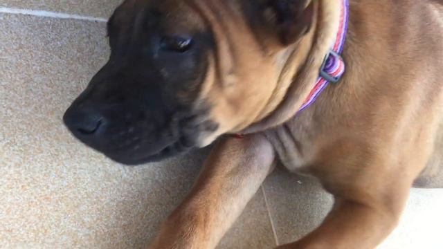 A New Life Begins for 3 Thai Ridgeback Puppies! смотреть онлайн