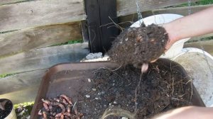 Как сохранить и посадить луковицы Кислицы?