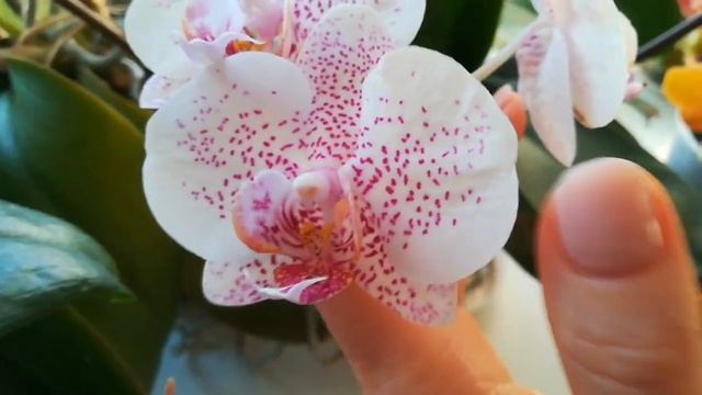 ЧАСТЬ 2.ЦВЕТЕНИЕ МОИХ ОРХИДЕЙ В КОНЦЕ МАРТА ❣️??❤️??#orhids #phalaenopsis #flor #orjidea #flores ?? смотреть онлайн